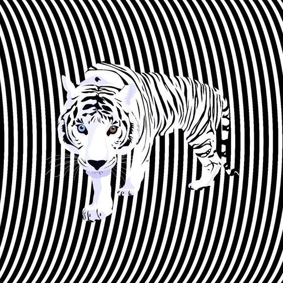 White Tiger - Picture 2 of 2